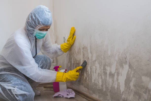 Best Mold Odor Removal Services  in Thorntown, IN